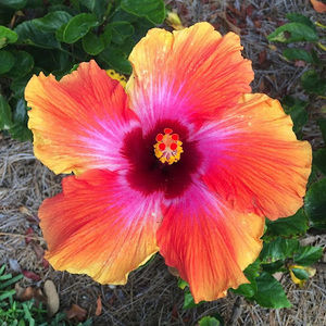 Meet your Posher, Elly